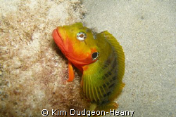 Hairy Blenny on the lookout.


 by Kim Dudgeon-Heany 